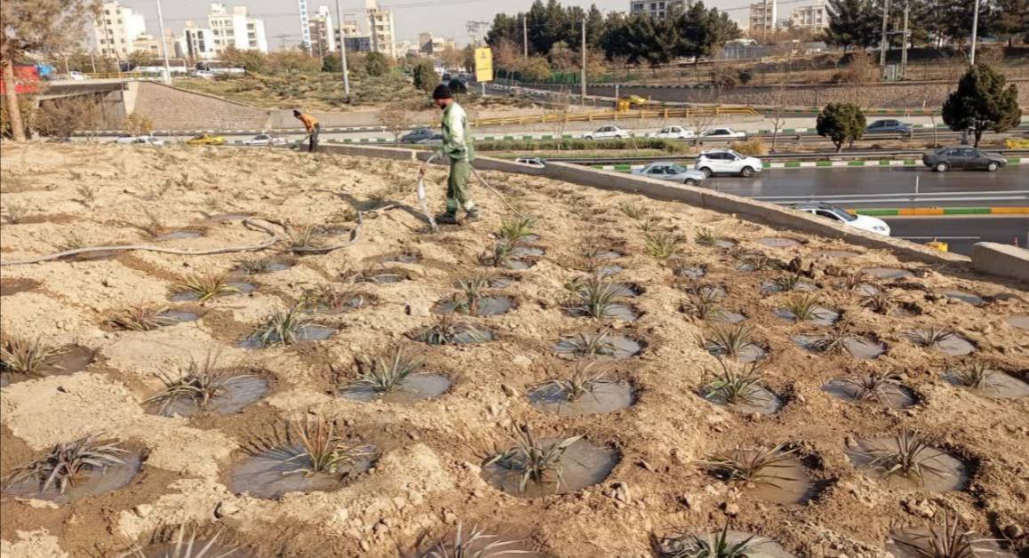 پیشرفت ۶۰ درصدی پروژه احداث فضای سبز منطقه ۸ مشهد 1 IMG 20251211 112154 372